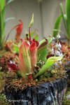 Heliamphora huberi (Amuri Tepui, Venezuela) - kliknij aby zobaczyć zdjęcie. Heliamphora huberi (Amuri Tepui, Venezuela)