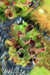 Heliamphora pulchella (Apacapa Tepui, Venezuela) - kliknij aby zobaczyć zdjęcie. Heliamphora pulchella (Apacapa Tepui, Venezuela)