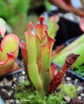 Heliamphora parva - kliknij aby zobaczyć zdjęcie. Heliamphora parva