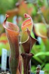 Heliamphora glabra (S. Do Sol, Guyana) - kliknij aby zobaczyć zdjęcie. Heliamphora glabra (S. Do Sol, Guyana)