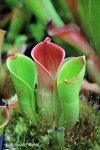 Heliamphora minor - kliknij aby zobaczyć zdjęcie. Heliamphora minor