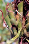 Heliamphora Midoxa - kliknij aby zobaczyć zdjęcie. Heliamphora Midoxa