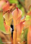 Heliamphora spec. Yuruani B - kliknij aby zobaczyć zdjęcie. Heliamphora spec. Yuruani B