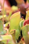 Heliamphora heterodoxa x ionasii - kliknij aby zobaczyć zdjęcie. Heliamphora heterodoxa x ionasii