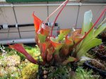 Heliamphora nutans - kliknij aby zobaczyć zdjęcie. Heliamphora nutans