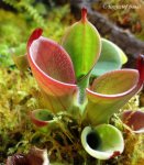 Heliamphora pulchella (Amuri Tepui, Venezuela) - kliknij aby zobaczyć zdjęcie. Heliamphora pulchella (Amuri Tepui, Venezuela)