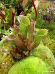 Heliamphora minor - kliknij aby zobaczyć zdjęcie. Heliamphora minor