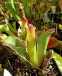 Heliamphora chimantensis (Chimanta Tepui, Venezuela) - kliknij aby zobaczyć zdjęcie. Heliamphora chimantensis (Chimanta Tepui, Venezuela)