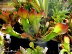 Heliamphora spec. nov. Angasima - kliknij aby zobaczyć zdjęcie. Heliamphora spec. nov. Angasima