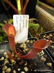 Heliamphora huberi Giant clone (El Castillo) WSG - kliknij aby zobaczyć zdjęcie. Heliamphora huberi Giant clone (El Castillo) WSG