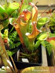 Heliamphora neblinae (Cerro Neblina) - kliknij aby zobaczyć zdjęcie. Heliamphora neblinae (Cerro Neblina)