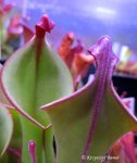 Heliamphora nutans Giant Form - kliknij aby zobaczyć zdjęcie. Heliamphora nutans Giant Form