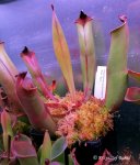 Heliamphora purpurascens (Ptari Tepui) - kliknij aby zobaczyć zdjęcie. Heliamphora purpurascens (Ptari Tepui)
