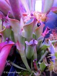 Heliamphora huberi (Amuri Tepui, Venezuela) - kliknij aby zobaczyć zdjęcie. Heliamphora huberi (Amuri Tepui, Venezuela)