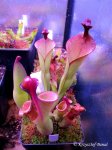 Heliamphora elongata x ionasi - kliknij aby zobaczyć zdjęcie. Heliamphora elongata x ionasi