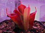 Heliamphora pulchella (Churi Tepui, Venezuela) - kliknij aby zobaczyć zdjęcie. Heliamphora pulchella (Churi Tepui, Venezuela)