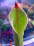 Heliamphora tatei (Cerro Duida) x folliculata (Aparaman Tepui) - kliknij aby zobaczyć zdjęcie. Heliamphora tatei (Cerro Duida) x folliculata (Aparaman Tepui)