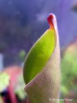 Heliamphora tatei (Cerro Duida) x folliculata (Aparaman Tepui) - kliknij aby zobaczyć zdjęcie. Heliamphora tatei (Cerro Duida) x folliculata (Aparaman Tepui)