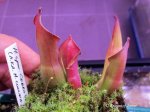 Heliamphora collina (Venamo; formerly known as H. spec. Venamo) - kliknij aby zobaczyć zdjęcie. Heliamphora collina (Venamo; formerly known as H. spec. Venamo)