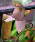 Heliamphora parva (Cerro Neblina) AW clone - kliknij aby zobaczyć zdjęcie. Heliamphora parva (Cerro Neblina) AW clone