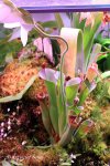 Heliamphora parva (Cerro Neblina) AW clone - kliknij aby zobaczyć zdjęcie. Heliamphora parva (Cerro Neblina) AW clone
