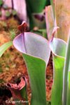 Heliamphora parva (Cerro Neblina) AW clone - kliknij aby zobaczyć zdjęcie. Heliamphora parva (Cerro Neblina) AW clone