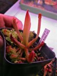 Heliamphora tatei (Cerro Duida) x folliculata (Aparaman Tepui) - kliknij aby zobaczyć zdjęcie. Heliamphora tatei (Cerro Duida) x folliculata (Aparaman Tepui)