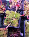 Heliamphora tatei (Cerro Duida) x folliculata (Aparaman Tepui) - kliknij aby zobaczyć zdjęcie. Heliamphora tatei (Cerro Duida) x folliculata (Aparaman Tepui)