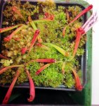 Heliamphora tatei (Cerro Duida) x folliculata (Aparaman Tepui) - kliknij aby zobaczyć zdjęcie. Heliamphora tatei (Cerro Duida) x folliculata (Aparaman Tepui)