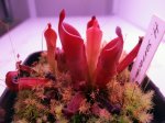 Heliamphora ? - kliknij aby zobaczyć zdjęcie. Heliamphora ?