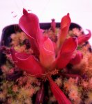 Heliamphora ? - kliknij aby zobaczyć zdjęcie. Heliamphora ?