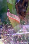 Heliamphora arenicola (Tramen Tepui) - kliknij aby zobaczyć zdjęcie. Heliamphora arenicola (Tramen Tepui)