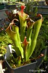 Heliamphora neblinae (Cerro Neblina, Brazil, Venezuela) - kliknij aby zobaczyć zdjęcie. Heliamphora neblinae (Cerro Neblina, Brazil, Venezuela)
