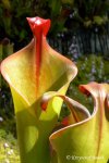 Heliamphora neblinae (Cerro Neblina, Brazil, Venezuela) - kliknij aby zobaczyć zdjęcie. Heliamphora neblinae (Cerro Neblina, Brazil, Venezuela)