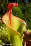 Heliamphora neblinae (Cerro Neblina, Brazil, Venezuela) - kliknij aby zobaczyć zdjęcie. Heliamphora neblinae (Cerro Neblina, Brazil, Venezuela)