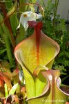 Heliamphora neblinae (Cerro Neblina, Brazil, Venezuela) - kliknij aby zobaczyć zdjęcie. Heliamphora neblinae (Cerro Neblina, Brazil, Venezuela)