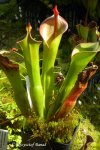 Heliamphora neblinae (Avispa, Venezuela) - kliknij aby zobaczyć zdjęcie. Heliamphora neblinae (Avispa, Venezuela)