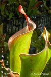Heliamphora neblinae (Avispa, Venezuela) - kliknij aby zobaczyć zdjęcie. Heliamphora neblinae (Avispa, Venezuela)