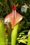 Heliamphora neblinae (Avispa, Venezuela) - kliknij aby zobaczyć zdjęcie. Heliamphora neblinae (Avispa, Venezuela)