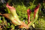 Heliamphora ionasii Heavily Red Striped - kliknij aby zobaczyć zdjęcie. Heliamphora ionasii Heavily Red Striped