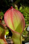 Heliamphora ionasii Heavily Red Striped - kliknij aby zobaczyć zdjęcie. Heliamphora ionasii Heavily Red Striped