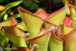 Heliamphora exappendiculata (Chimanta Tepui, Venezuela) - kliknij aby zobaczyć zdjęcie. Heliamphora exappendiculata (Chimanta Tepui, Venezuela)