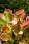 Heliamphora exappendiculata (Chimanta Tepui, Venezuela) - kliknij aby zobaczyć zdjęcie. Heliamphora exappendiculata (Chimanta Tepui, Venezuela)