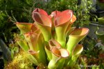 Heliamphora exappendiculata (Chimanta Tepui, Venezuela) - kliknij aby zobaczyć zdjęcie. Heliamphora exappendiculata (Chimanta Tepui, Venezuela)