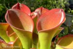 Heliamphora exappendiculata (Chimanta Tepui, Venezuela) - kliknij aby zobaczyć zdjęcie. Heliamphora exappendiculata (Chimanta Tepui, Venezuela)