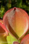 Heliamphora exappendiculata (Chimanta Tepui, Venezuela) - kliknij aby zobaczyć zdjęcie. Heliamphora exappendiculata (Chimanta Tepui, Venezuela)