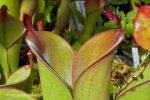Heliamphora chimantensis (Chimanta Tepui, Venezuela) - kliknij aby zobaczyć zdjęcie. Heliamphora chimantensis (Chimanta Tepui, Venezuela)