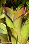 Heliamphora chimantensis (Chimanta Tepui, Venezuela) - kliknij aby zobaczyć zdjęcie. Heliamphora chimantensis (Chimanta Tepui, Venezuela)