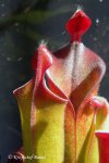Heliamphora parva (Cerro Neblina) - kliknij aby zobaczyć zdjęcie. Heliamphora parva (Cerro Neblina)
