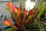 Heliamphora nutans - kliknij aby zobaczyć zdjęcie. Heliamphora nutans